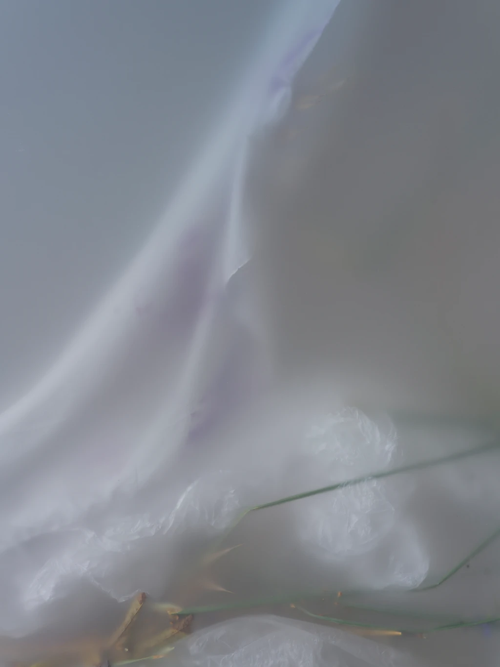 Pollinaria Natalia Trejbalova 2026 Ph Andrea Straccini 0038396 low